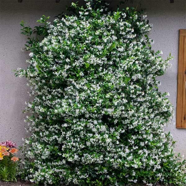 Star Confederate Jasmine I 2 Large Gallon Size Plants I Trachelospermum Jasminoides I Live Fragrant White Star-Shaped Flowers, Perfect for Trellises, Fences, and Arbors