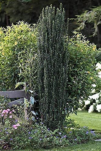 Sky Pencil Japanese Holly | Live Gallon Size Plants | Ilex Crenata | Low Maintenance Formal Evergreen Hedge