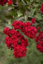 Crape Myrtle Dynamite Red | Extra Large 3 Gallon Plants | Vivid Red Blooms & Hardy Growth, Live Plant, Ornamental Shrub for Striking Garden Display3