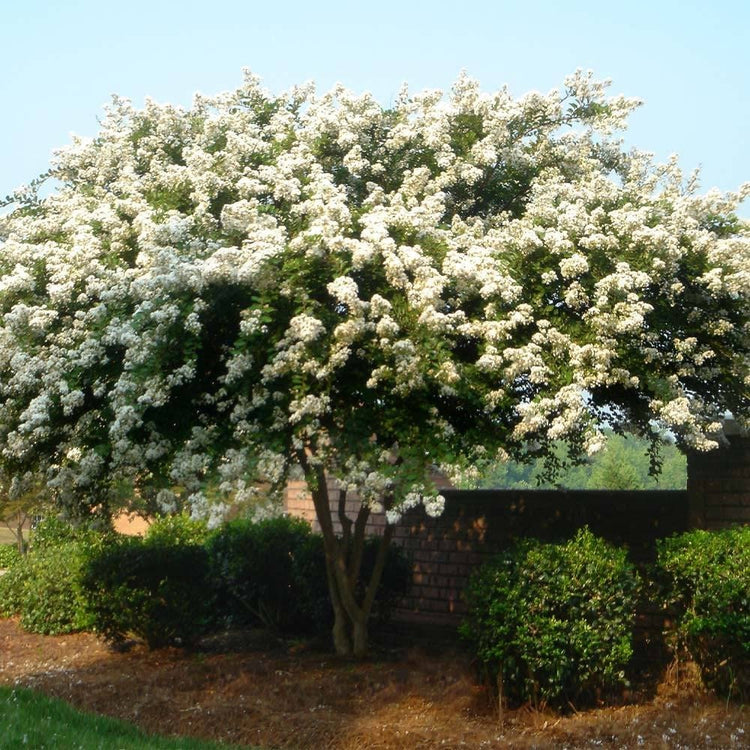 Crape Myrtle Natchez | Live Plants | Lagerstroemia Indica | Beautiful Low Maintenance White Blooming Flowering Tree