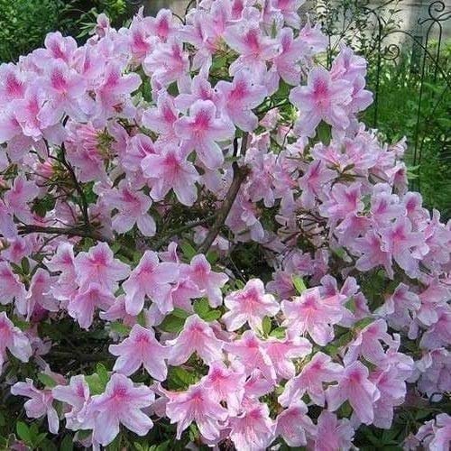 Azalea George Tabor | Live Plants | Light Orchid/White Flowering Rhododendron