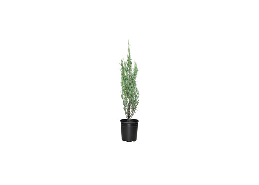 Blue Arrow Juniper | Live 4 Inch Pots | Juniperus Scopulorum | Drought|Tolerant Evergreen | Ideal for Landscaping & Ornamental Use | Low|Maintenance Outdoor Plant