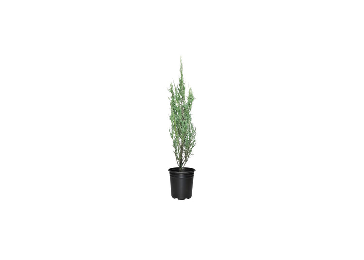 Blue Arrow Juniper | Live 4 Inch Pots | Juniperus Scopulorum | Drought|Tolerant Evergreen | Ideal for Landscaping & Ornamental Use | Low|Maintenance Outdoor Plant