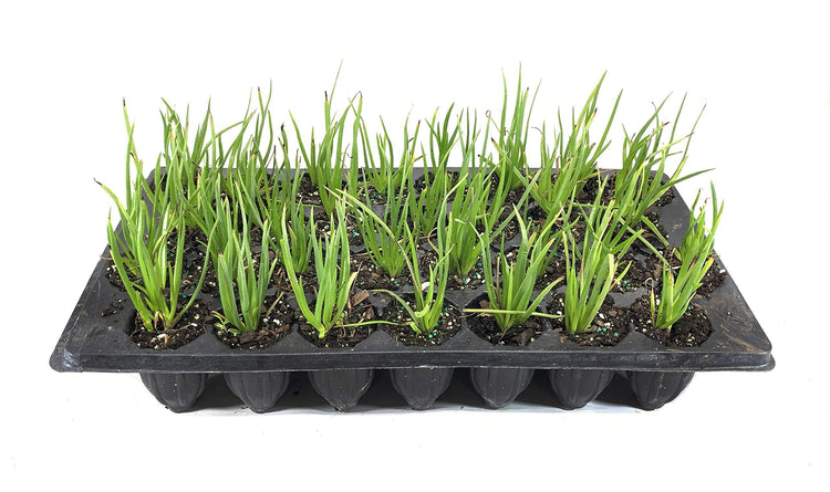 Bulbine Frutescens Hallmark Orange | Live Plants | Butterfly Attracting Flowering Groundcover