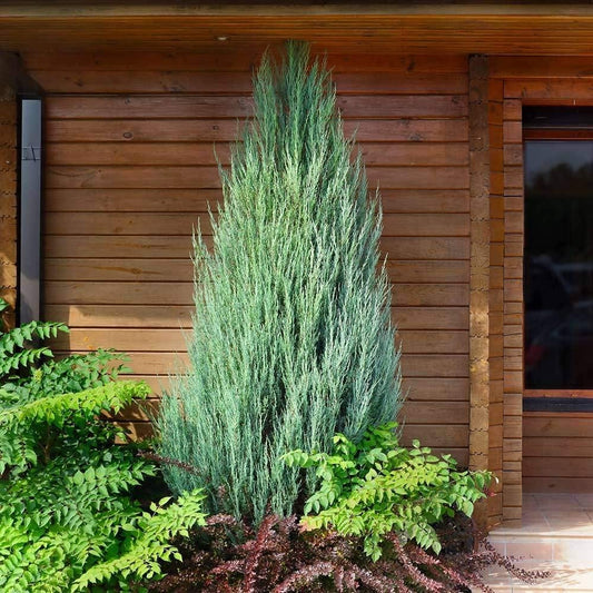 Skyrocket Juniper | Live Gallon Size Trees | Juniperus Scopulorum | Drought Tolerant Cold Hardy Formal Upright Evergreen Plant