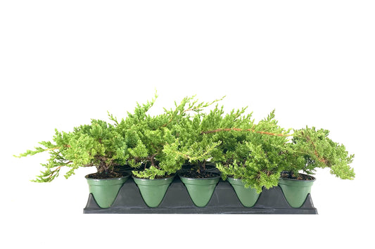 Dwarf Japanese Garden Juniper | Live 4 Inch Pots | Juniperus Procumbens Nana | Drought Tolerant Evergreen Groundcover | Great Plants for Bonsai