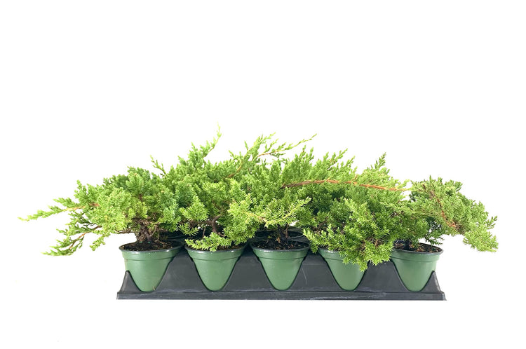 Dwarf Japanese Garden Juniper | Live 4 Inch Pots | Juniperus Procumbens Nana | Drought Tolerant Evergreen Groundcover | Great Plants for Bonsai