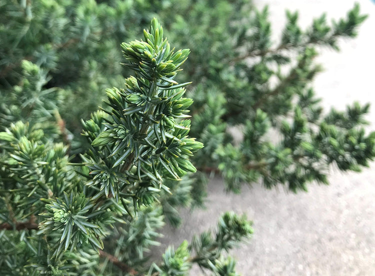 Blue Pacific Shore Juniper | Live Gallon Size Plant | Juniperus Conferta | Evergreen Cold Hardy Drought Tolerant Groundcover