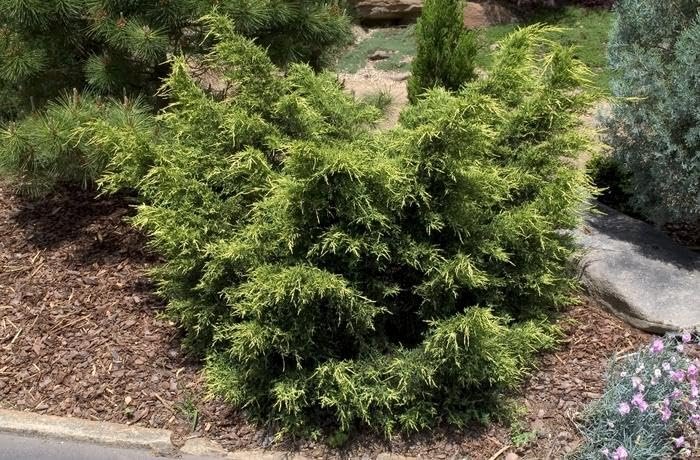 Gold Star Juniper | Live Gallon Size Plant | Perfect for Landscaping, Low Maintenance Evergreen, Ideal for Garden Decoration, Hardy Outdoor Plant