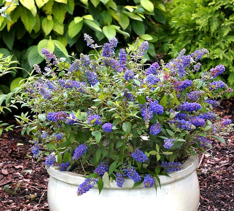 Buddleia Nanho Blue | Extra Large 3 Gallon Plants | Fragrant & Compact Butterfly Bush, Ideal for Vibrant Landscapes, Attractive Borders & Butterfly Gardens, Drought Tolerant