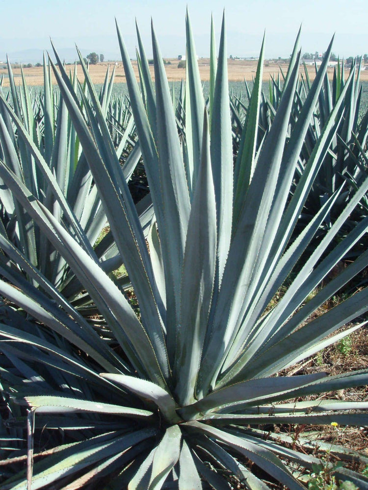 Agave Tequilana | Live Large Size Plant | Blue Weber Tequila Succulent | Drought Tolerant Hardy Ornamental Specimen