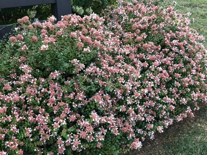 Abelia Rose Creek | Extra Large 3 Gallon Plants | Fragrant & Flourishing Shrub, Compact, Ornamental Plant Ideal for Hedges, Borders & Landscape Accents, Low|Maintenance & Drought|Resistant