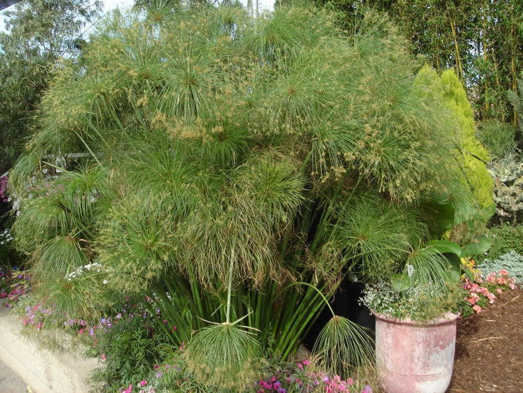 Giant Egyptian Papyrus | 10 Live Plants | Cyperus Large Shade & Wet Tolerant Aquatic Foliage