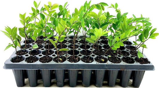 Drake Chinese Elm Tree | Live Plants | Lacebark Elm | Ulmus Parvifolia | Semi|Evergreen Fall Colors Red Purple & Yellow