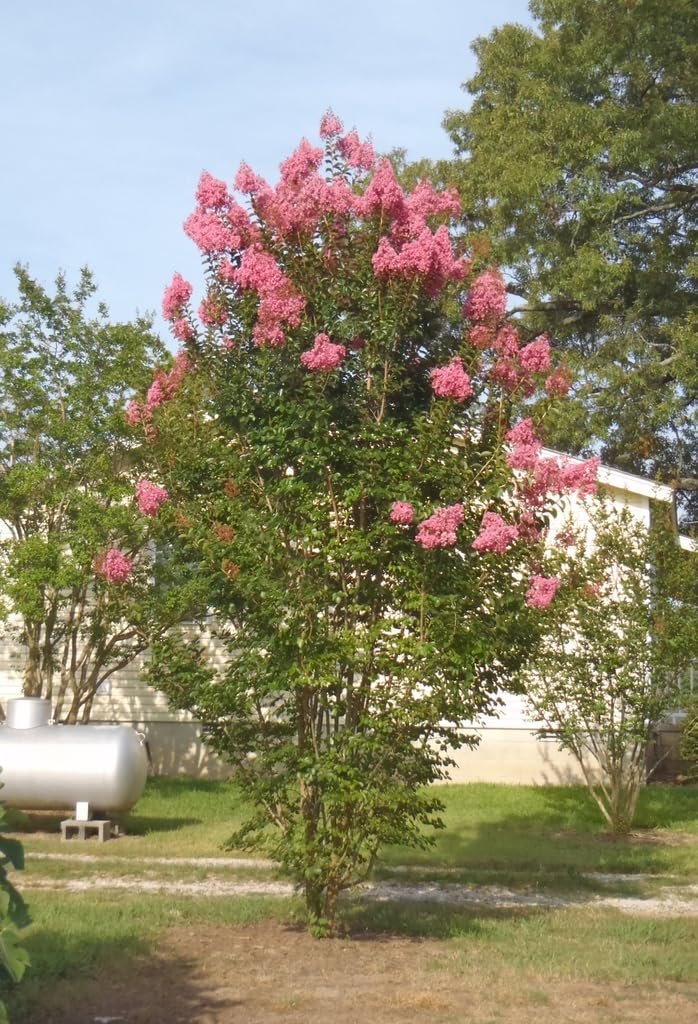 Crape Myrtle Sioux | Live Plants | Vibrant Hot Pink Blooms, Live Plant, Show|Stopping Ornamental Shrub for Stunning Garden Displays