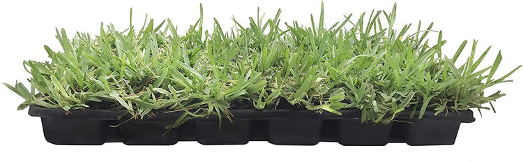 St. Augustine 'Floratam' Inch Sod Plugs | 36 Extra Large Live Plugs | Drought, Salt and Shade Tolerant Turf Grass