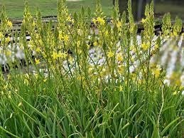 Bulbine Yellow | Live Gallon Size Plant | Bright Yellow Flowering Succulent, Live Plant, Perfect for Sunny Gardens, Drought|Tolerant Landscape Addition