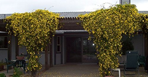 Carolina Jasmine | 40 Live Plants | Gelsemium Sempervirens Jessamine | Beautiful Fragrant Blooming Vine