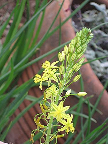 Bulbine Yellow | Live Gallon Size Plant | Bright Yellow Flowering Succulent, Live Plant, Perfect for Sunny Gardens, Drought|Tolerant Landscape Addition