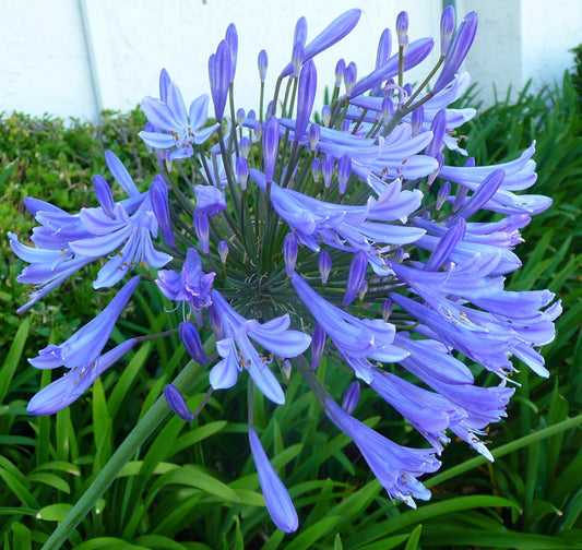 Agapanthus Africanus 'Lily of The Nile' | Live Plants | 2" Pot Size | Blooming Groundcover