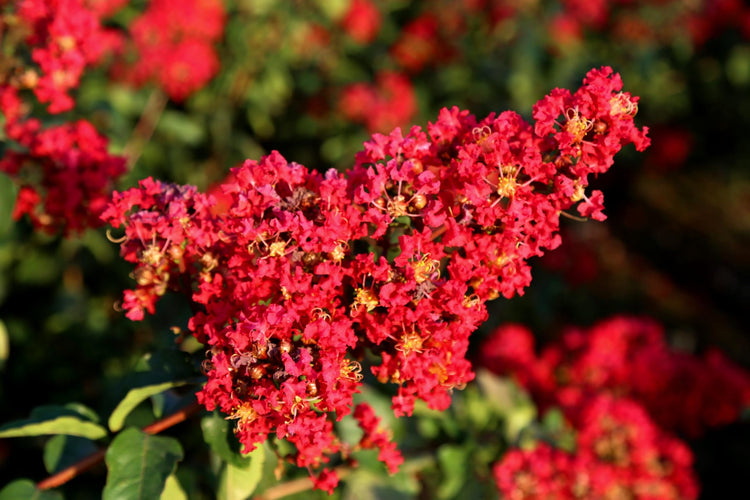 Crape Myrtle Red Rocket | Live Plants | Vivid Scarlet Blooms, Live Plant, Striking Ornamental Shrub for Vibrant Garden Displays