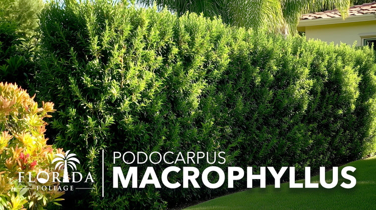 Podocarpus Macrophyllus Japanese Yew | Live Plants | Podocarpus macrophyllus | Privacy Hedge Shrub | Evergreen Landscaping Plants for Gardens & Borders