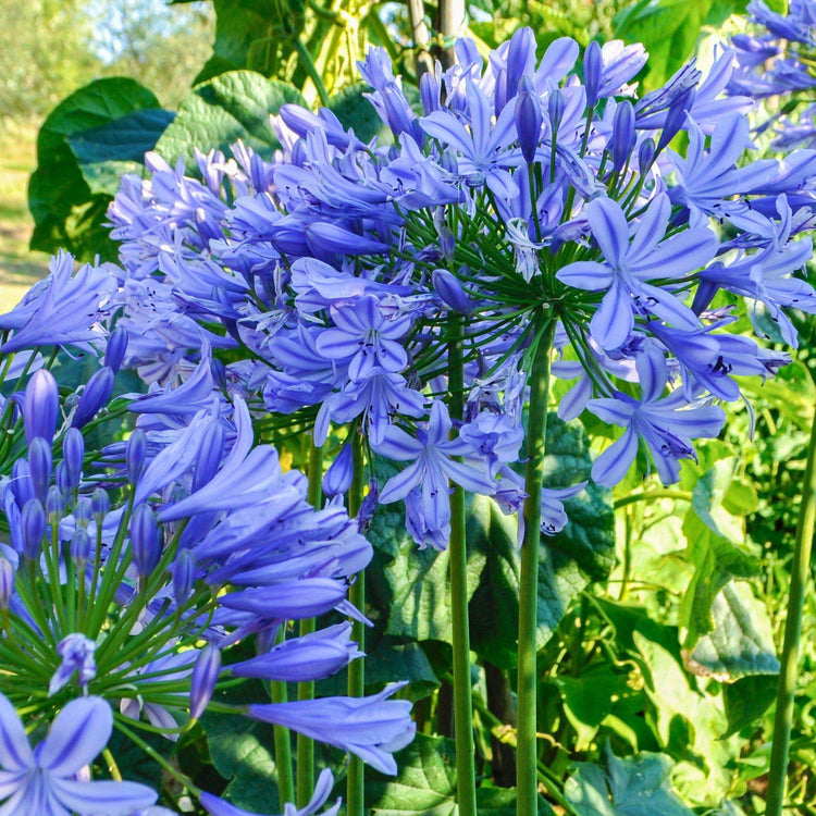 Agapanthus Africanus Lily of The Nile | Large Gallon Size Plants | Low Maintenance Flowering Groundcover Grass