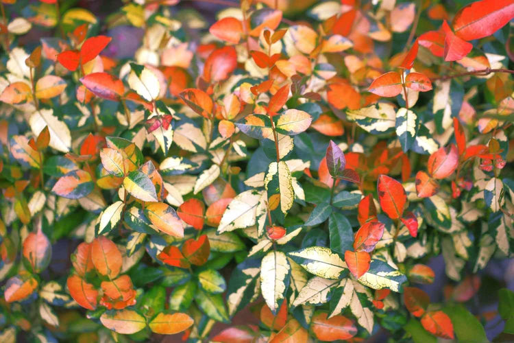 Summer Sunset Jasmine I Large Gallon Size Plants I Trachelospermum Asiaticum I Live Radiant Orange|Red Flowers for Full Sun Gardens, Drought|Tolerant, Vibrant Blooms