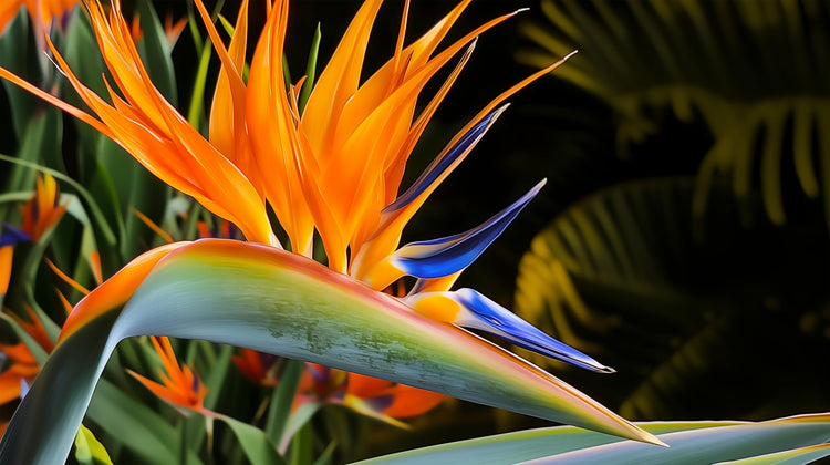 Orange Bird of Paradise | Strelitzia Reginae | Live Plants | Tropical Perennial Blooming Specimen