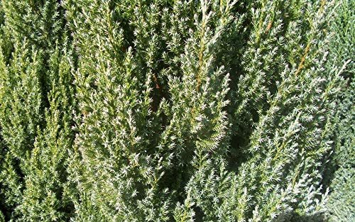 Spiny Greek Juniper | Live Trees | Juniperus Chinensis