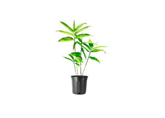 Dendrocalamus Asper Bamboo | Live Plant | Fast|Growing Giant Bamboo | Ideal for Indoor/Outdoor Green Spaces, Landscaping & Eco|Friendly Decor | Also Known As Dragon or Rough Bamboo