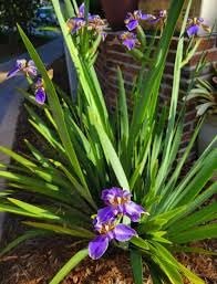 Walking Iris Apostle Plant | Extra Large 3 Gallon Plant | Neomarica gracilis | Tropical Foliage | Easy Care Perennial