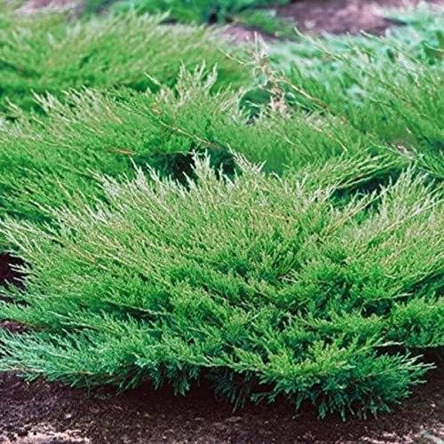 Juniper Andorra Compacta | Live Gallon Size Plants | Juniperus Horizontalis | Drought Tolerant Evergreen Cold Hardy Groundcover