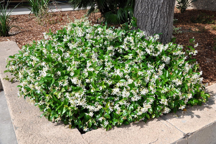 Confederate Jasmine Plants | Live 4 Inch Pots | Trachelospermum Jasminoides | Flowering Vine | Outdoor Garden