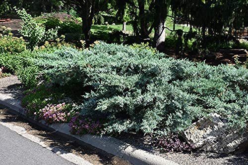 Blue Pfitzer Juniper | Live Gallon Size Plants | Juniperus Chinensis | Evergreen Cold Hardy Drought Tolerant Groundcover