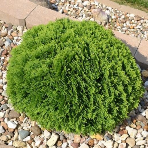 Little Giant Arborvitae | Live Gallon Size Plant | Dwarf Evergreen Shrub, Perfect for Landscaping & Privacy, Low Maintenance, Hardy & Drought Tolerant