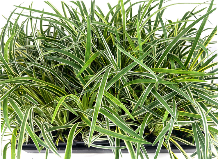 Variegated Liriope | Live 4 Inch Pots | Liriope Muscari Variegata | Ornamental Ground Cover Plants | Evergreen Foliage