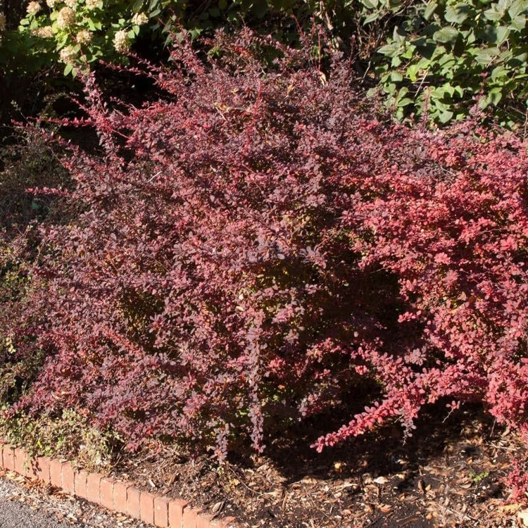 Barberry Rosy Glow | Live Plants | Vibrant Dual|Toned Foliage, Ideal for Landscaping & Hedging, Hardy & Drought|Tolerant, Live Decorative Shrub Plant