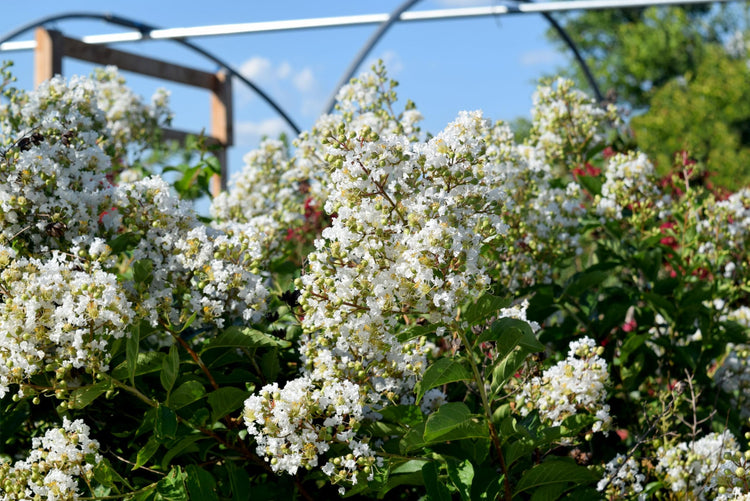 Crape Myrtle Natchez Plant | Large Gallon Size Pot | Lagerstroemia Indica | Ornamental Garden Flowering Tree | White Blooms