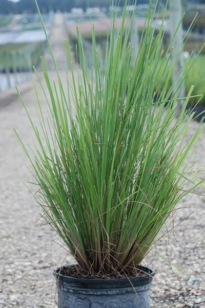 Dwarf Fakahatchee Grass I Large Gallon Size Plants I Tripsacum Floridanum I Live Premium Quality, Low|Maintenance Ornamental Grass for Landscaping, Gardens, and Containers | Fast|Growing