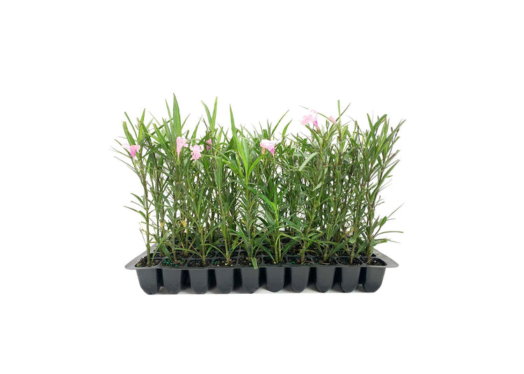 Mexican Petunia Pink | Live Plants | Ruellia Brittoniana | Pink Flowering Landscape Pollinator | Heat Tolerant Groundcover | Outdoor Perennial for Gardens Borders Walkways Containers