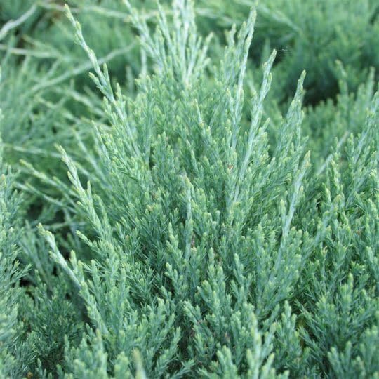 Hughes Juniper | Live 4 Inch Pots | Drought|Tolerant Evergreen for Landscaping, Privacy Screens, and Bonsai, Easy|to|Grow