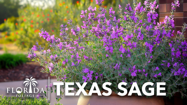 Texas Sage | Live Plants | Leucophyllum frutescens | Drought|Tolerant Shrub for Landscaping | Hardy Evergreen with Silver Foliage and Purple Blooms