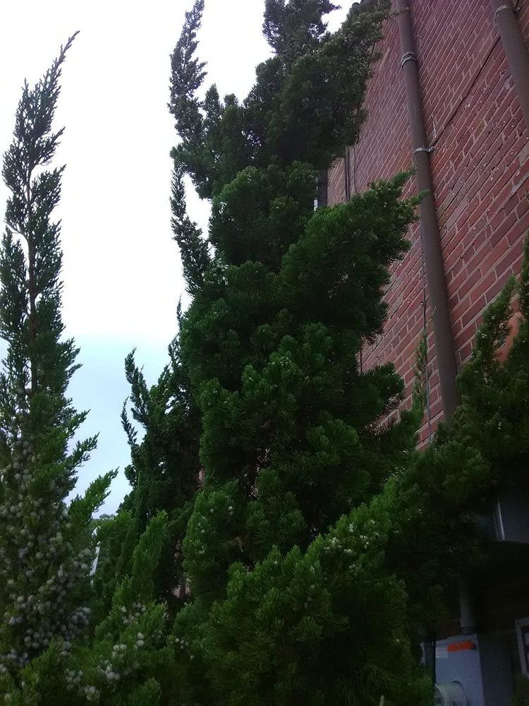Robusta Green Juniper | Live Gallon Size Tree | Juniperus Chinensis | Drought Tolerant Cold Hardy Evergreen Screening Plant