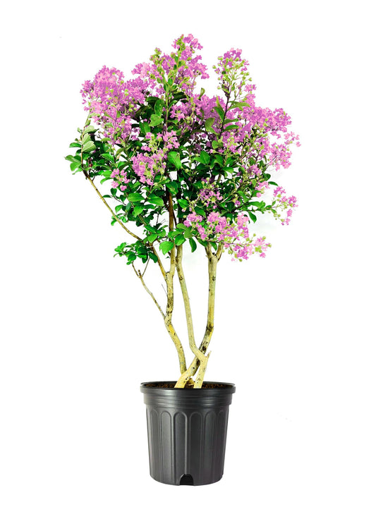 Crape Myrtle Muskogee | Extra Large 3 Gallon Plants | Lagerstroemia Indica | Beautiful Low Maintenance Lavender Blooming Tree
