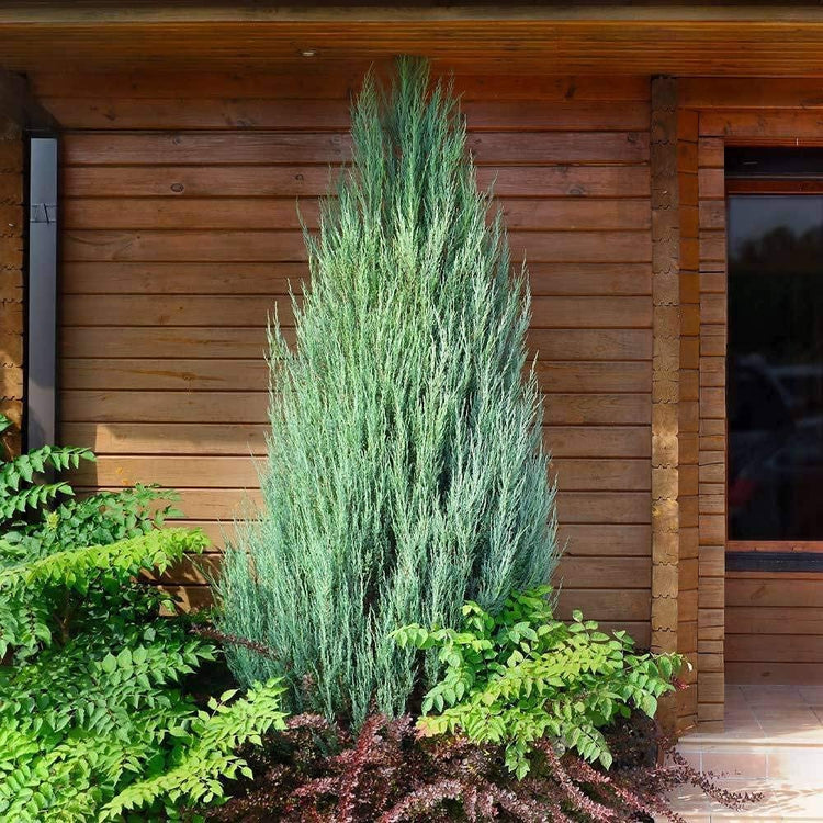 Skyrocket Juniper | Live 4 Inch Pots | Juniperus Scopulorum | Formal Upright Evergreen Tree