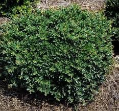 Soft Touch Holly | Extra Large 3 Gallon Plants | Ilex crenata 'Soft Touch' | Lush Evergreen Foliage | Ideal for Landscape and Gardens