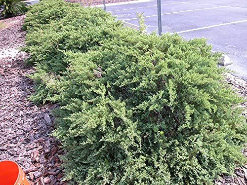 Juniper Nicks Compacta | Live Gallon Size Plants | Juniperus Chinensis | Drought Tolerant Cold Hardy Evergreen Groundcover