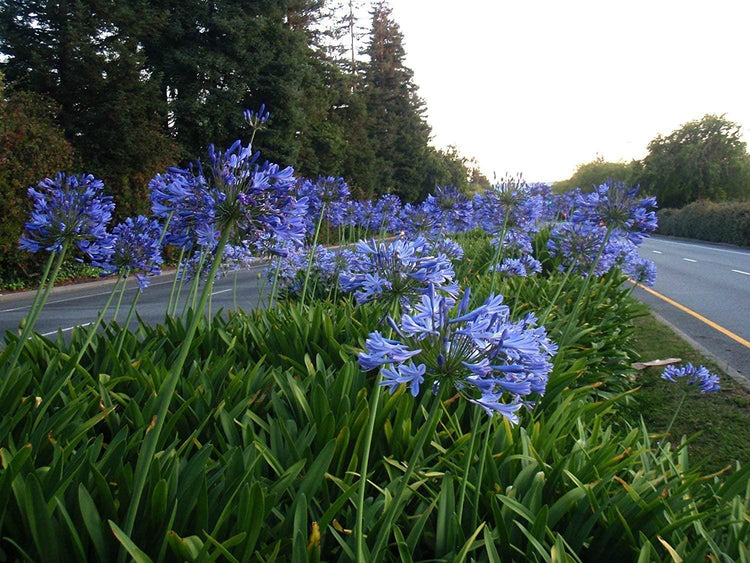 Agapanthus Africanus 'Lily of The Nile' | Live Plants | 2" Pot Size | Blooming Groundcover
