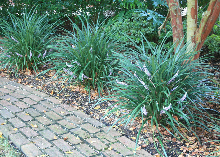 Evergreen Giant Liriope Muscari | Live Plants | Drought Tolerant Low Maintenance Evergreen Groundcover Grass